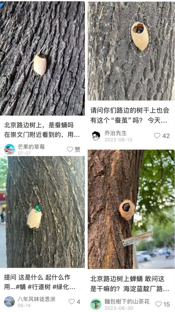 掌乐策略 在路边看到这种黑色的蛹千万别动，北京市园林绿化局：以虫治虫